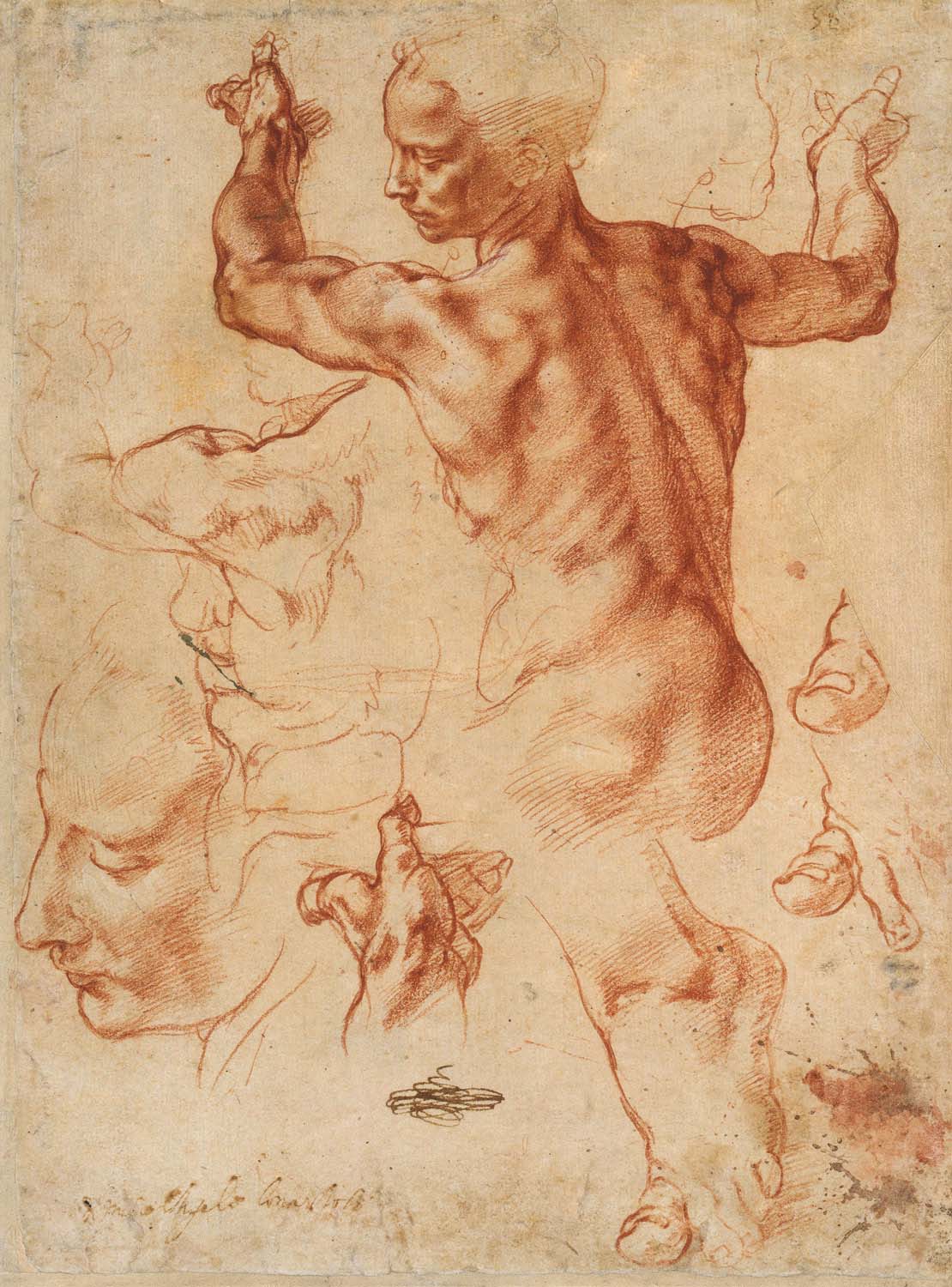 Studies for the Libyan Sibyl, Michelangelo, 1510–11